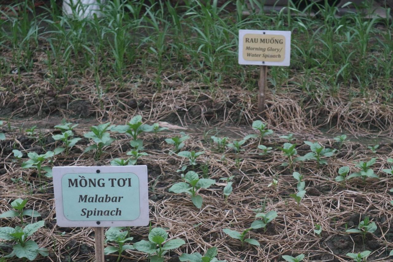 Sadec Farmstay - Khu Du LịCh Hoa KiẻNg Sa DéCAp Khanh Nghia エクステリア 写真